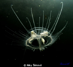 Today's catch freshwater jellyfish :)
fresh water CZ
se... by Niky Šímová 